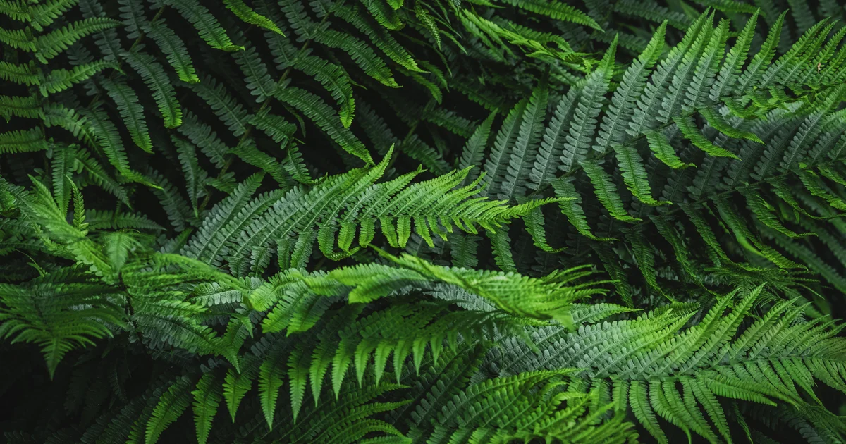 What makes a Fern Furious