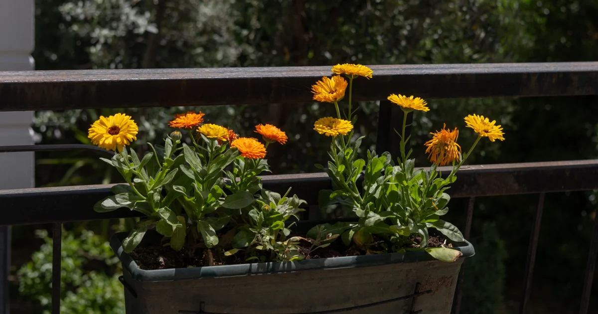 Tiny Space, Green Thumbs: The Ultimate Beginner’s Guide to Balcony Gardening