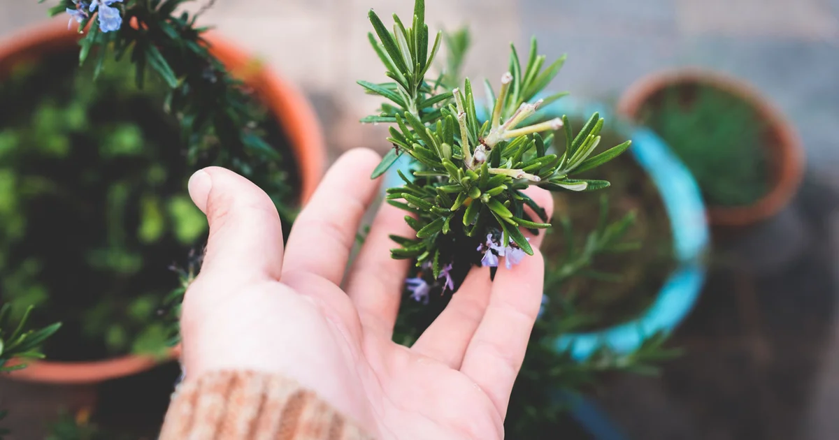 The Beginner’s Guide to Growing Rosemary in Containers