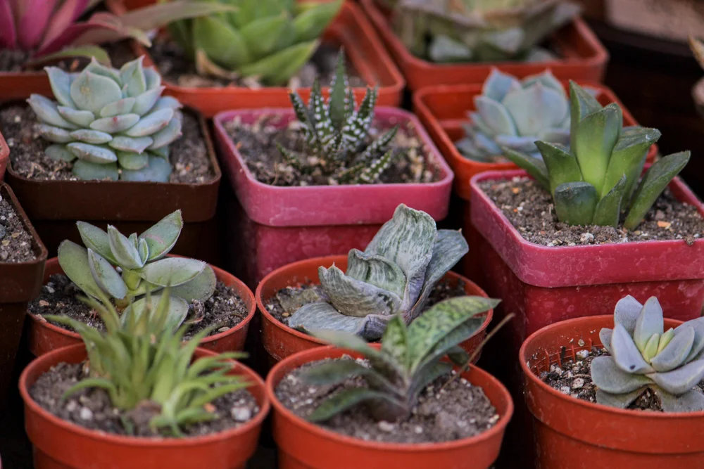 beginner friendly plant